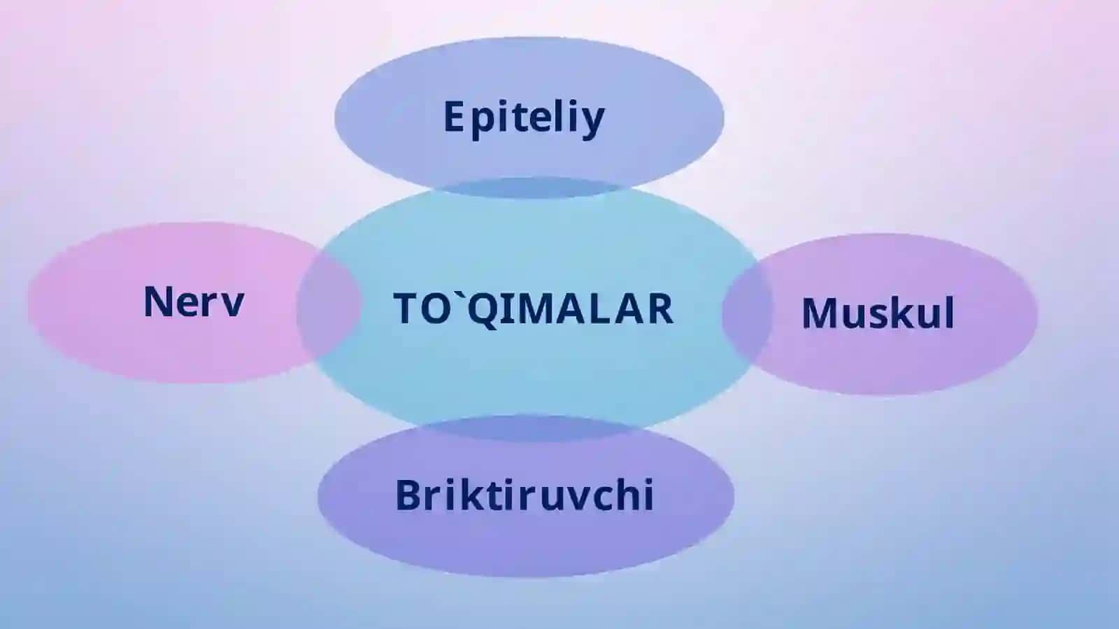 “To’qimalar, organlar va organizm” 2