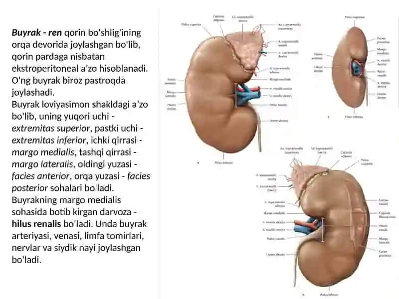 Siydik chiqarish tizimning funksional va klinik anatomiyasi. Yoshga oid o‘zgarishlari, rivojlanish anomaliyalari. Tanosil a’zolarning funksional va klinik anatomiyasi. 2
