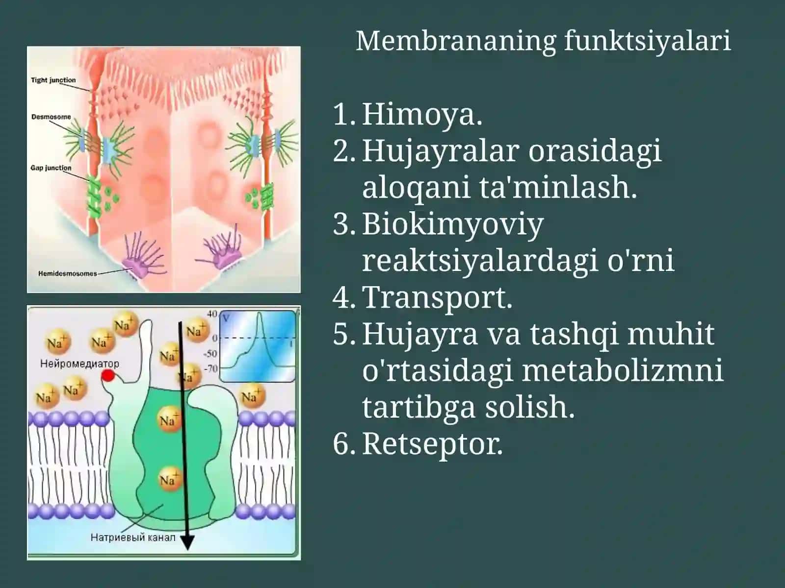 Organizmning kimyoviy tarkibi va biokimyoviy jarayonlarda ishtirok etadigan molekulalar Membranalar bo'ylab moddalarni tashilishi 2