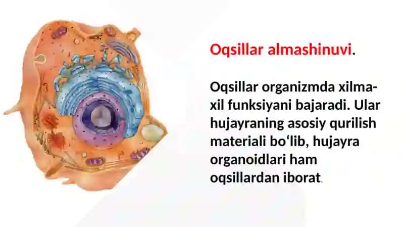 Oqsillar, karbonsuvlar va yog‘lar almashinuvi 2
