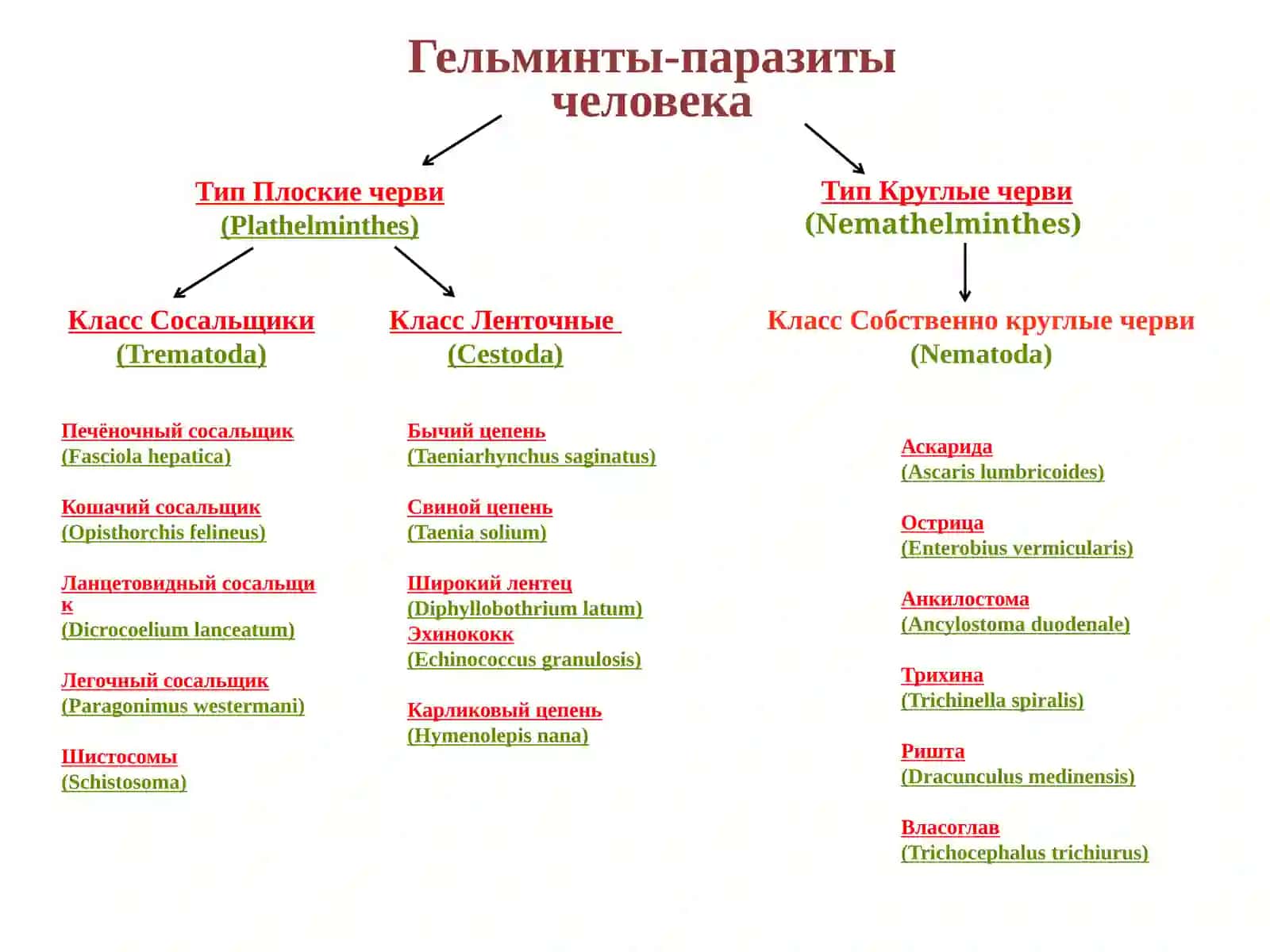 Модуль «Паразитология» 2