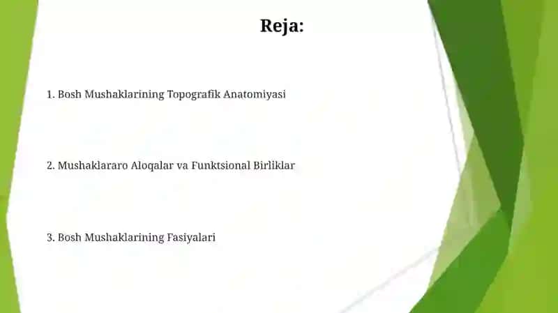 Boyin mushaklari, Fatsiyalari va topografiyasi Bosh mushaklari 2