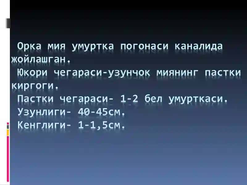 Периферик нерв системаси 2