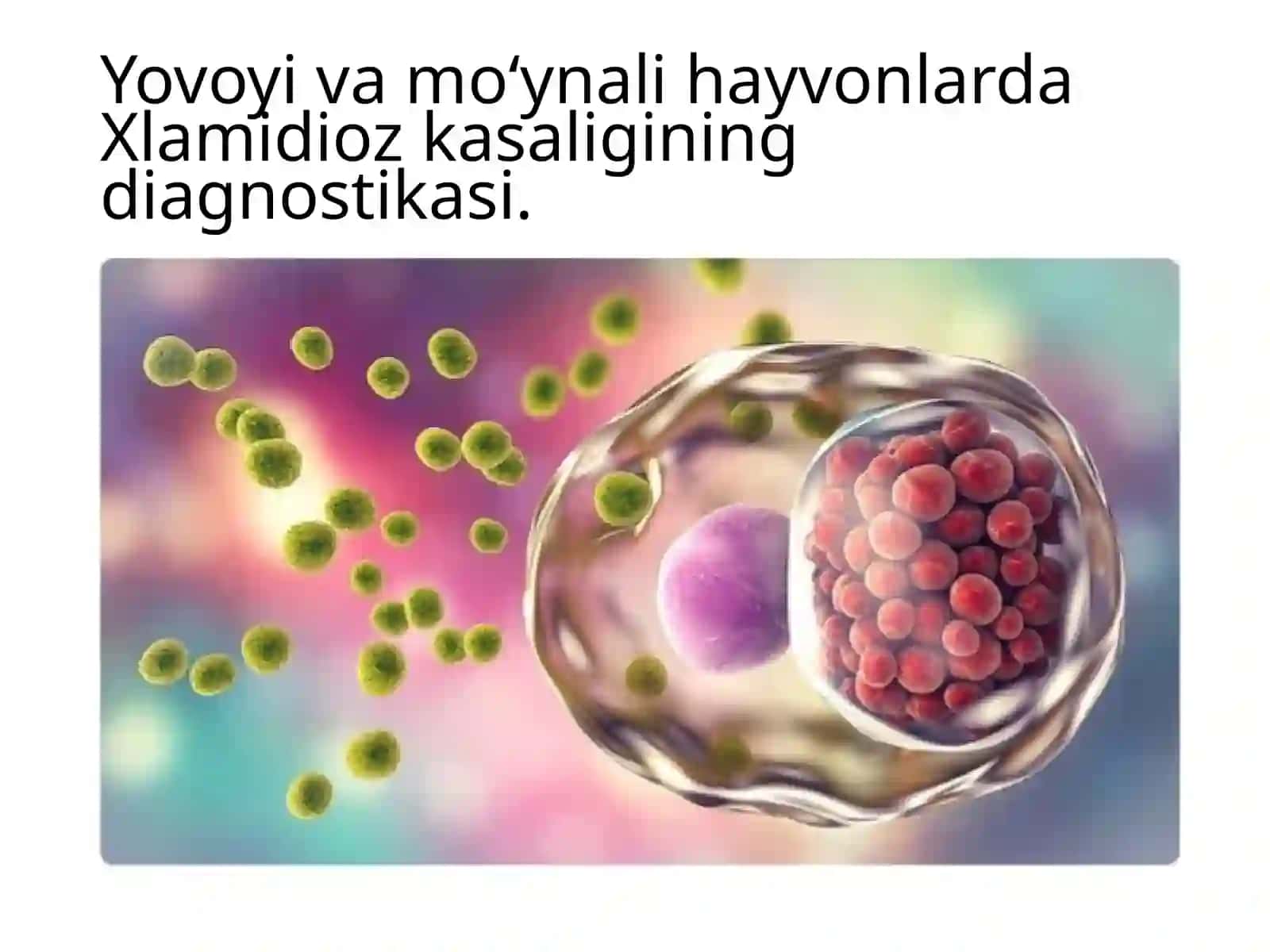 Yovoyivamo‘ynalihayvonlar kasalliklari fanidan tayyorlangan mustaqil ishi 2