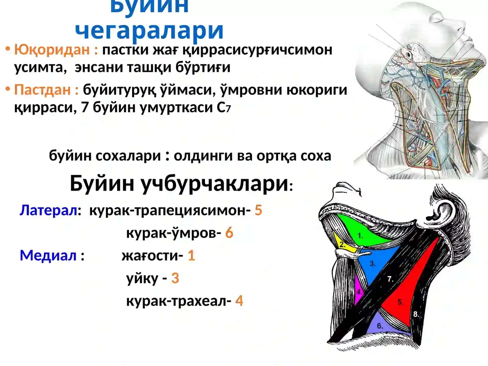 Бўйин соха клиник анатмоияси ва оператив жаррохлиги 2
