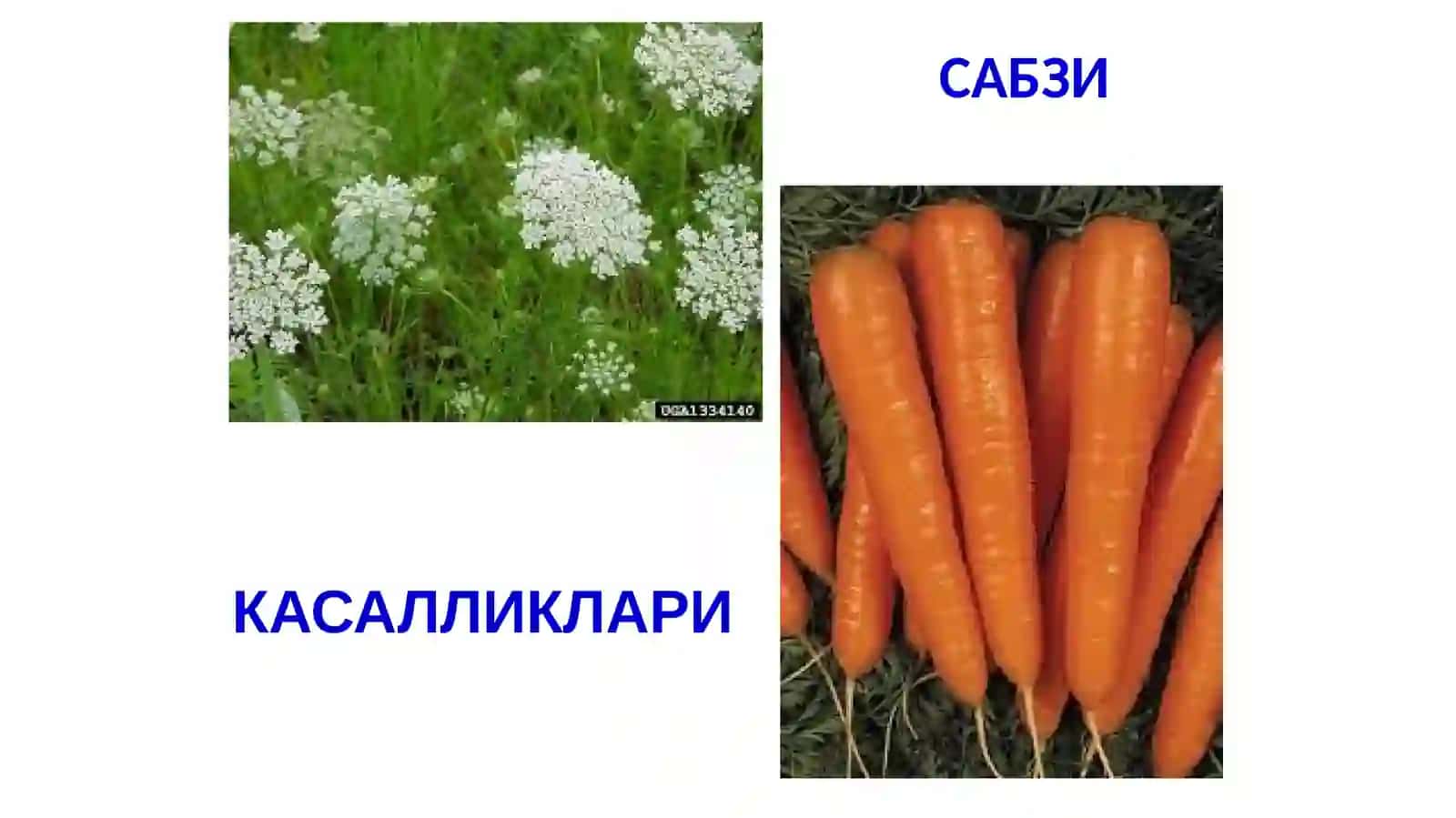 Сабзавот экинлари касалликлари хам қарши кураш чоралари 2
