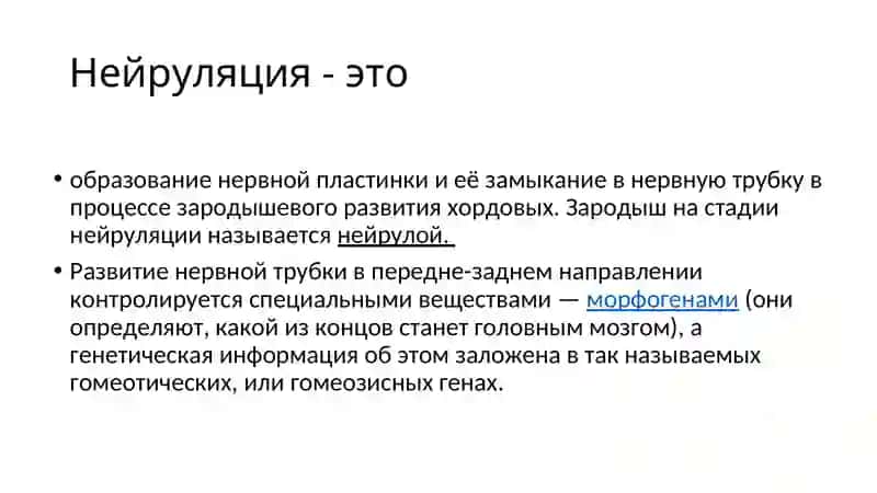 Нейруляция 2