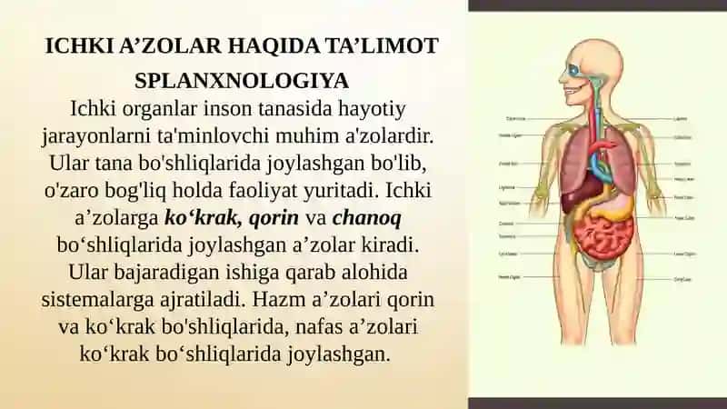 Ichki organlarning umumiy tavsifi, ularning klassifikatsiyasi va  funksiyasi. Ovqat hazm qilish organlarining tuzilishi 2