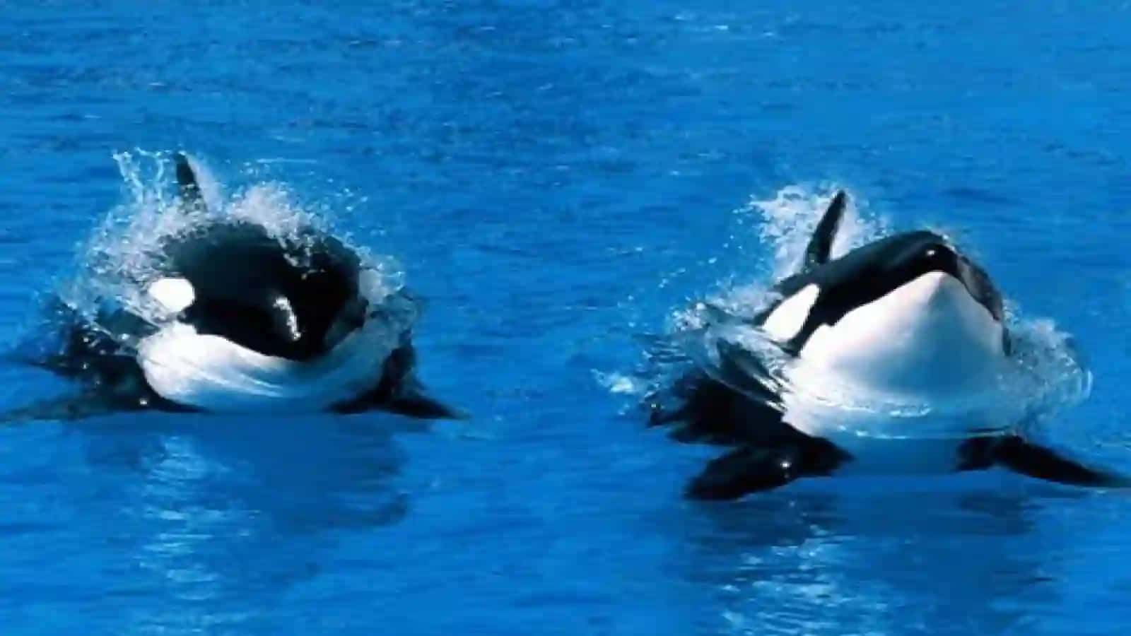 7-sinf Zoologiya 'Dengiz sutemizuvchilari kurakoyoqlilar va kitsimonlar turkumlari' ko'rgazma 2