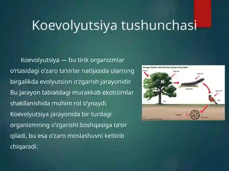 Koevolyutsiya va Environmentalizm dialektikasi 2