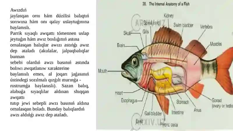 Balıkların Tisleri 2