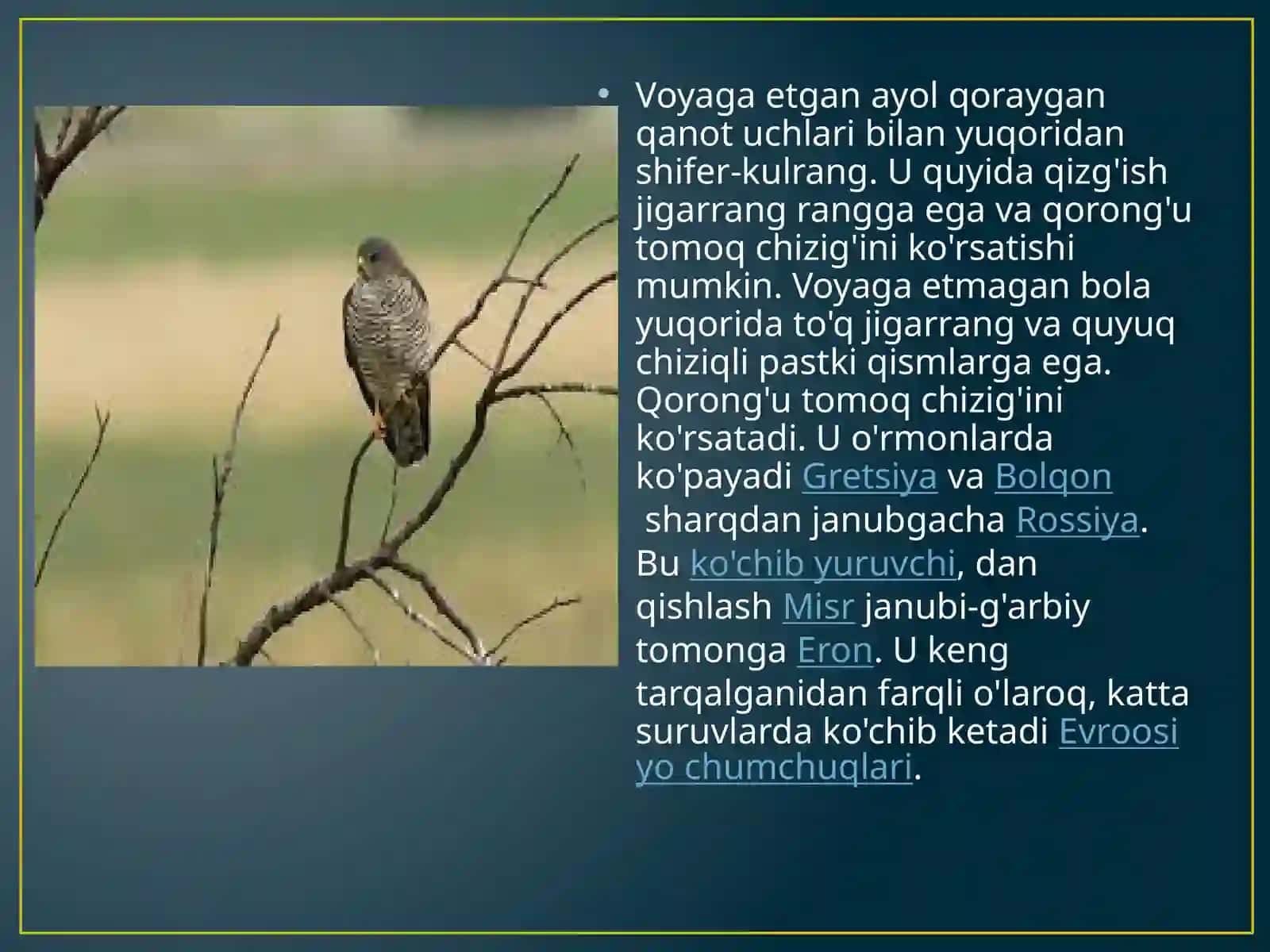 Accipiter brevipes kichik yirtqich qush 2