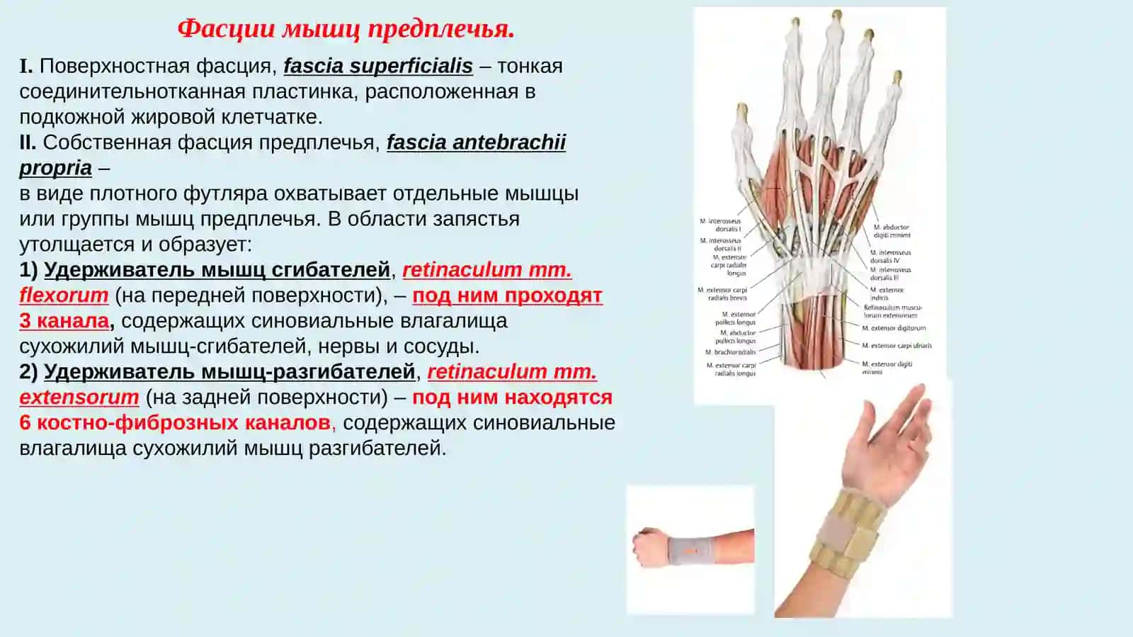 Фасции и топография верхней конечности. Мышцы таза и бедра 2