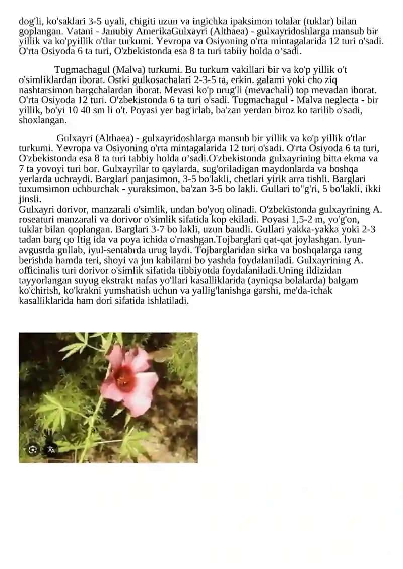 Gulxayridoshlar (Malvaceae) oilasi tanqidiy tahlili 2