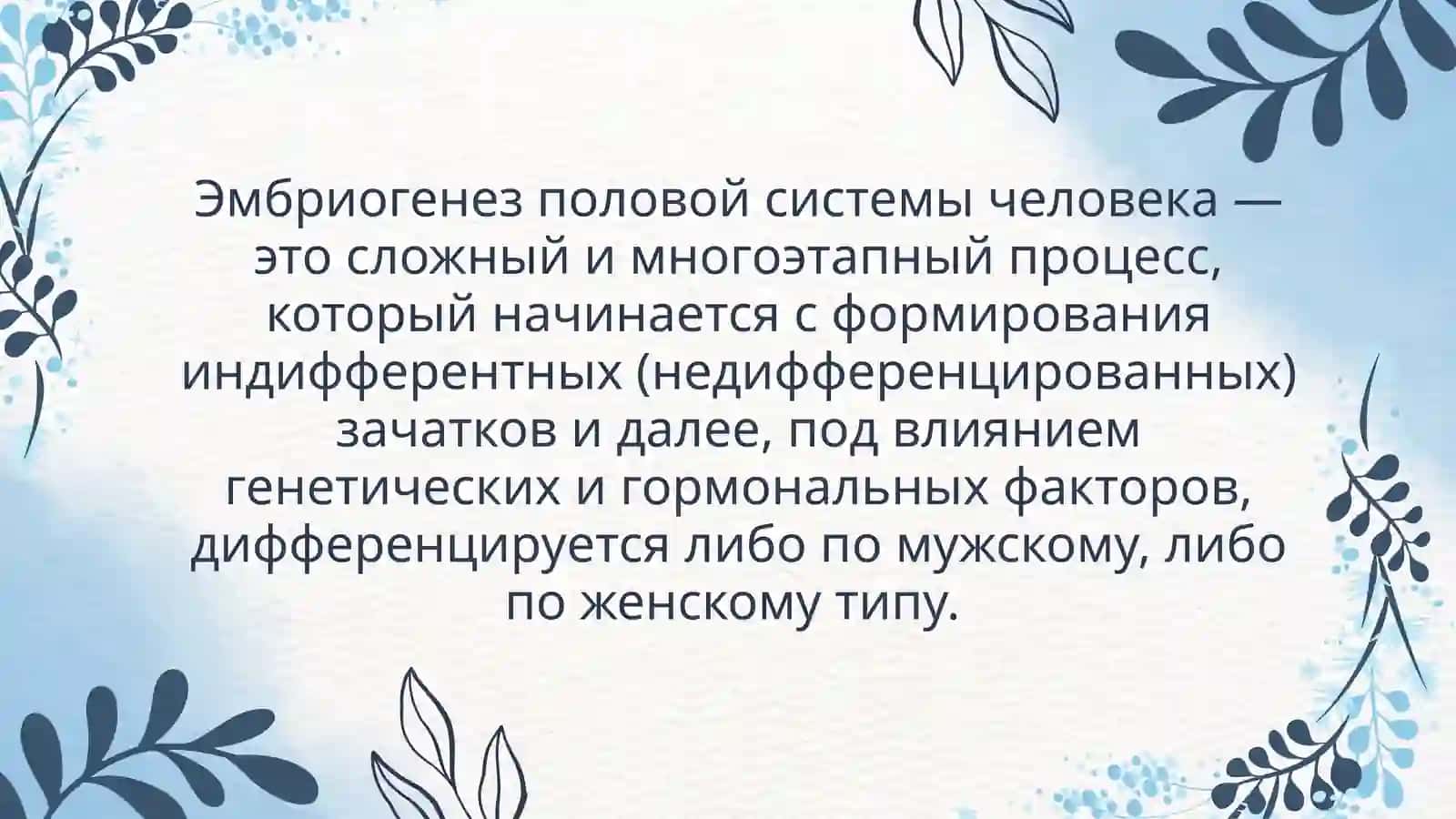 Эмбриогенез половой системы и факторы, влияющие на него 2
