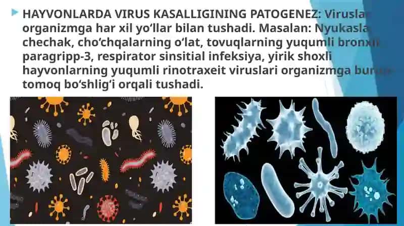 Hayvonlarda virus kasalliklari 2
