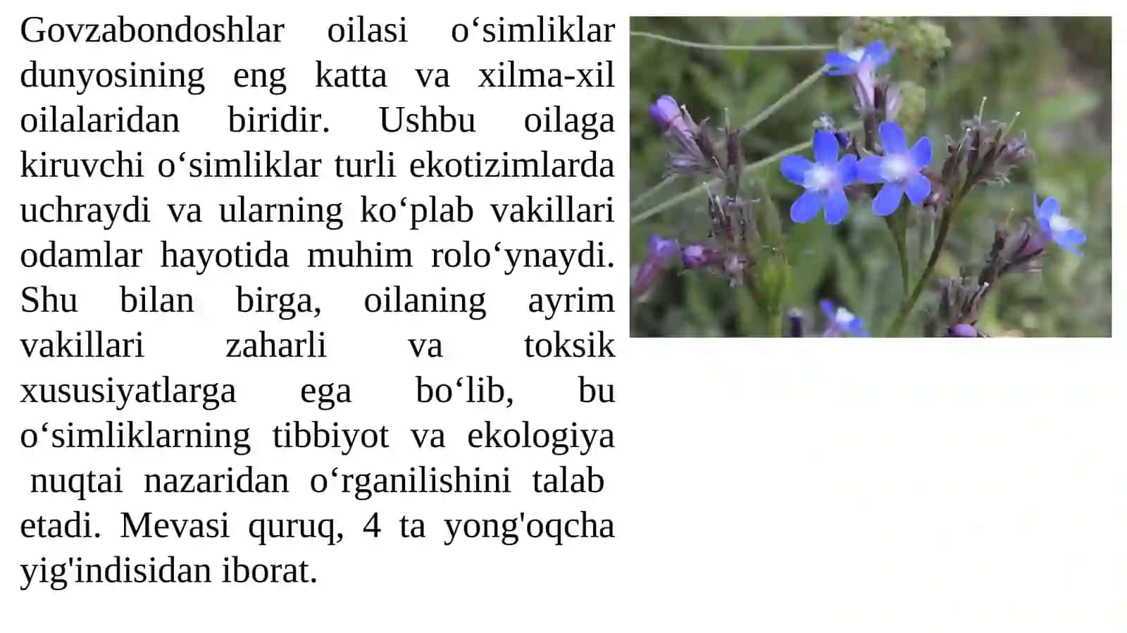 Gavzabondoshlar oilasi 2