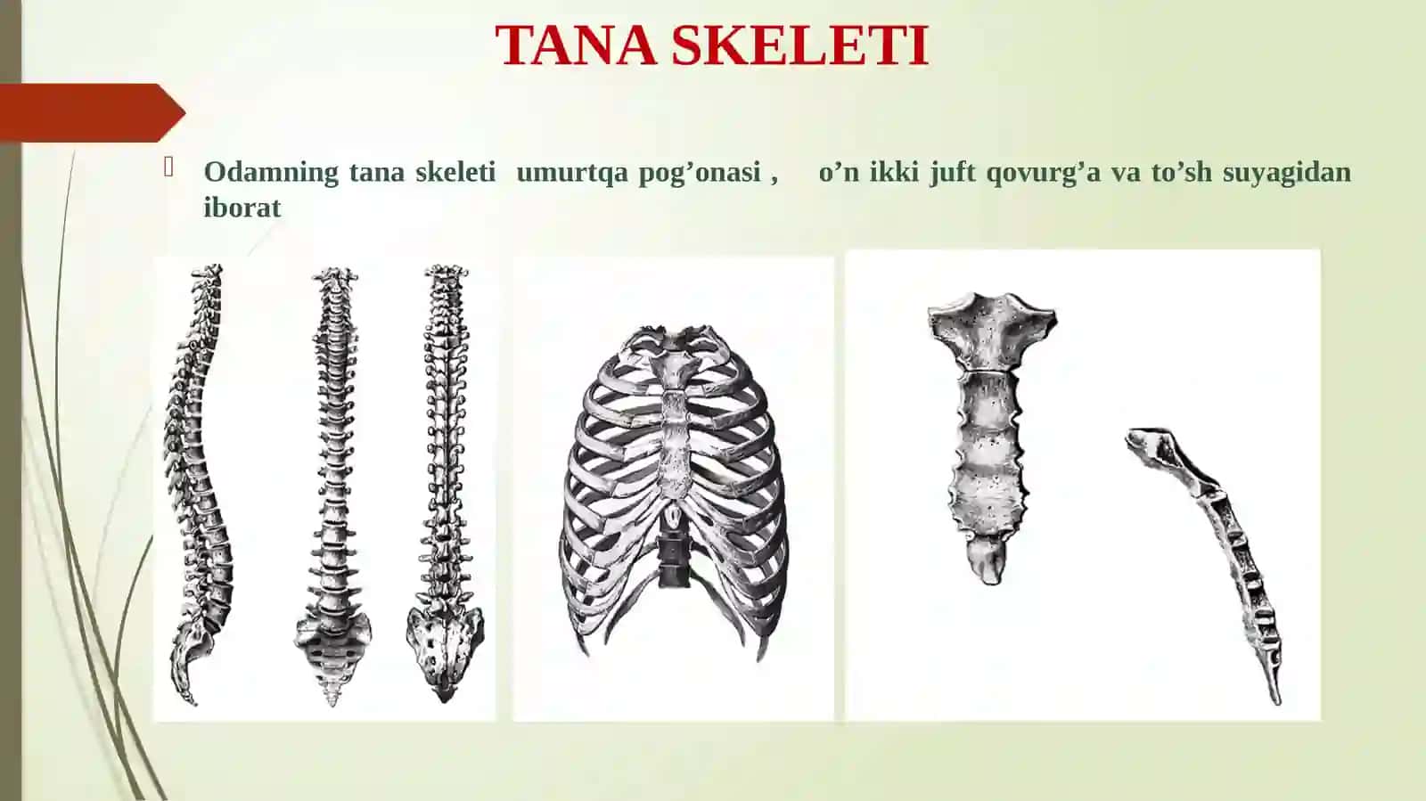 TANA SKELETI. UMURTQA POG’ONASI 2