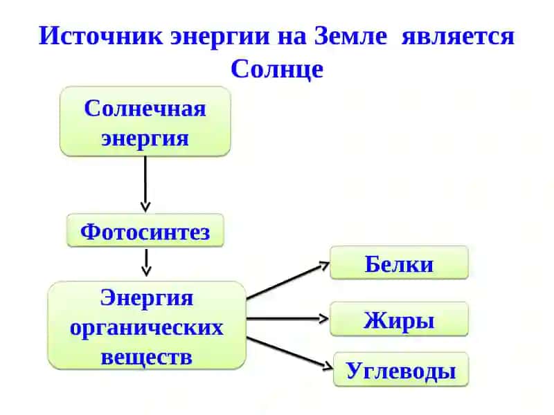 Энергетический обмен в организме 2