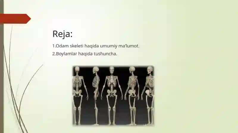 Skelet va uning boylamlari 2