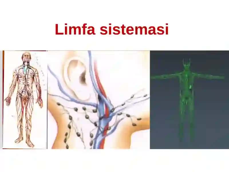 Limfa sistemasi 2
