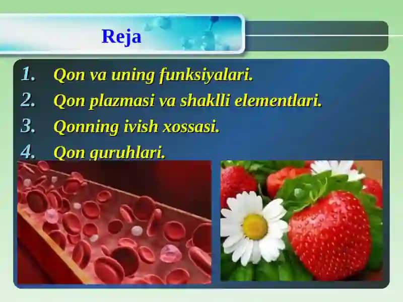 Qon tizimining fiziologiyasi 2