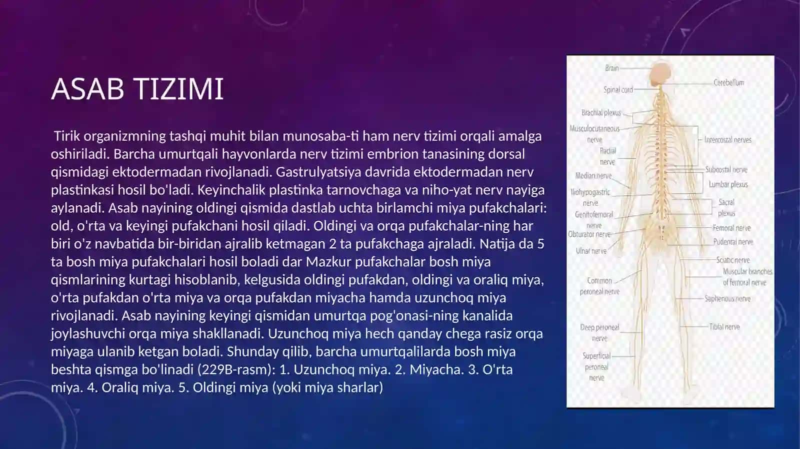 Asab tizimi va sezgi organlarionto-filagenezi 2
