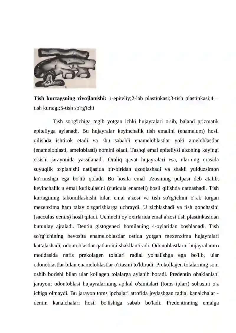 Doimiy tishlovdagi  frontal guruh  tishlarining tuzulishi 2
