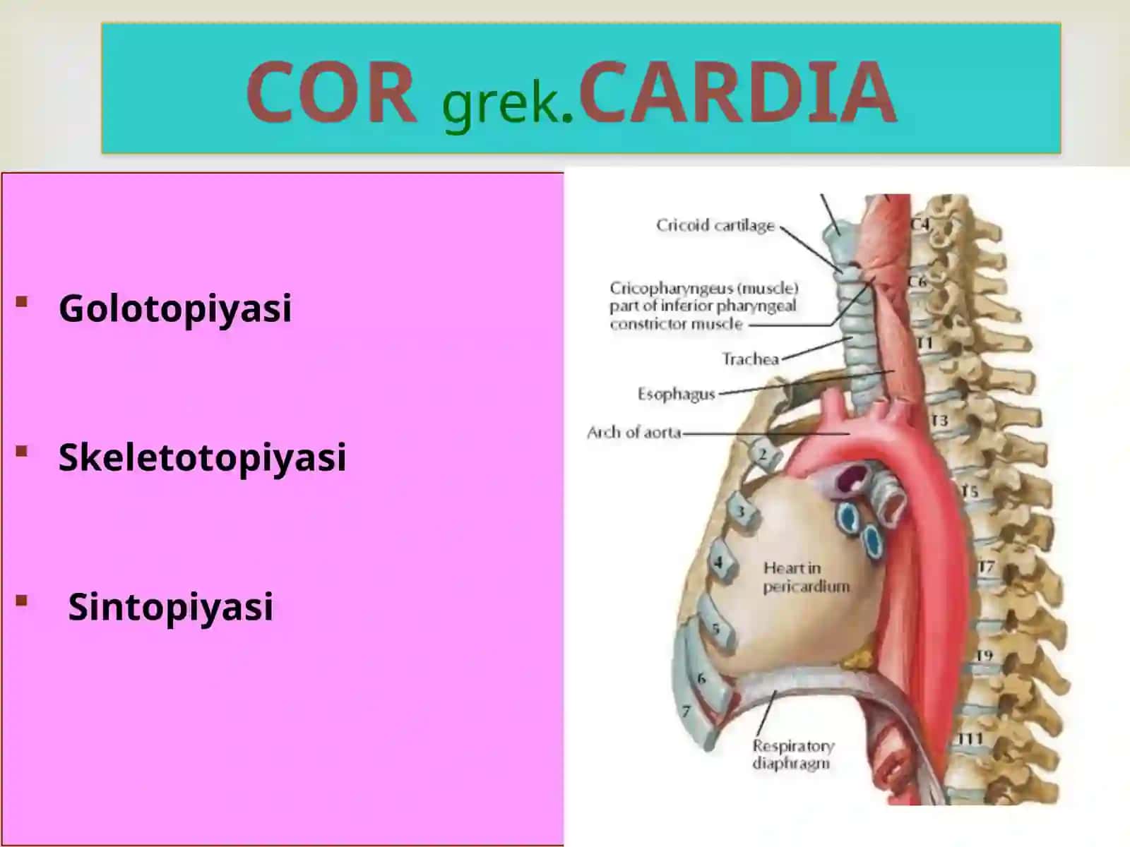YURAK O'PKA ARTERIYASI 2