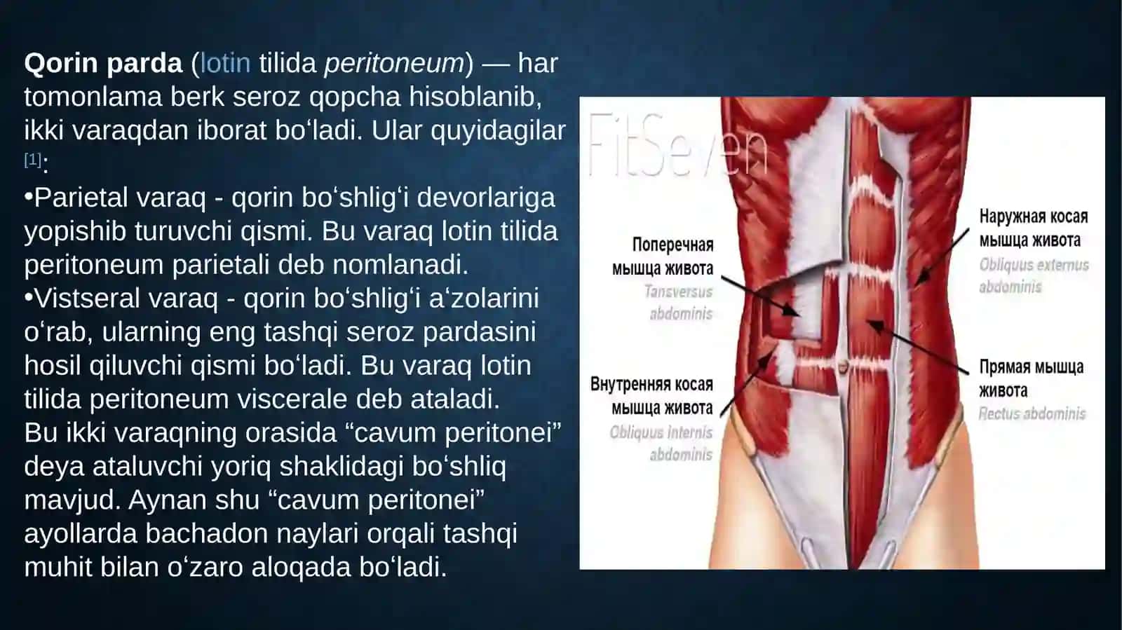Qorinpardaningklinikanatomiyasi 2