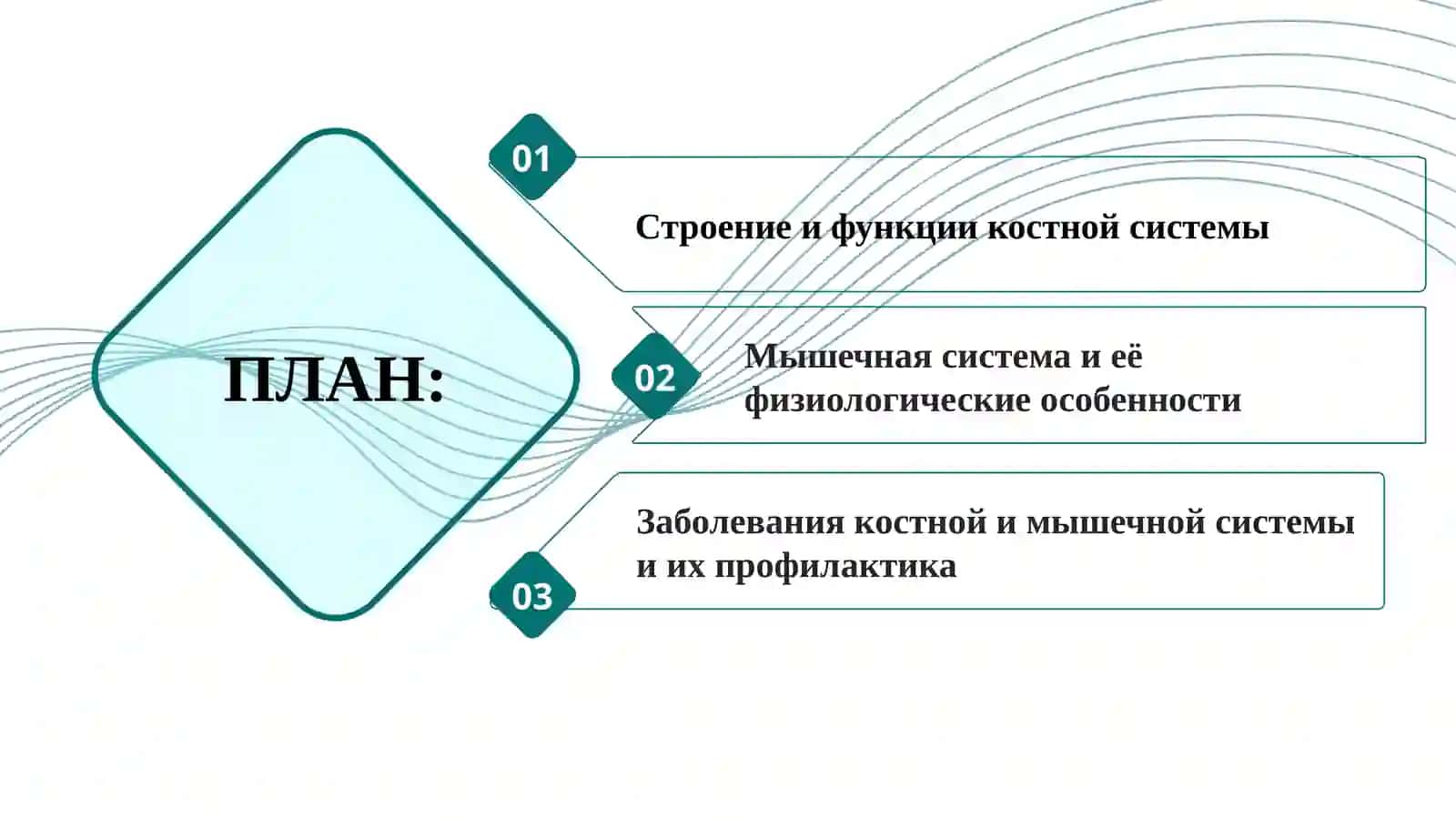 Кости и мышцы 2