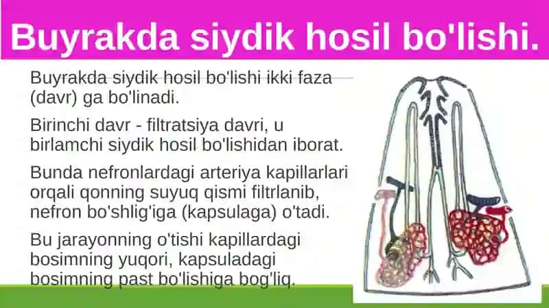 Siydikajratish organlarining funksiyasi 2