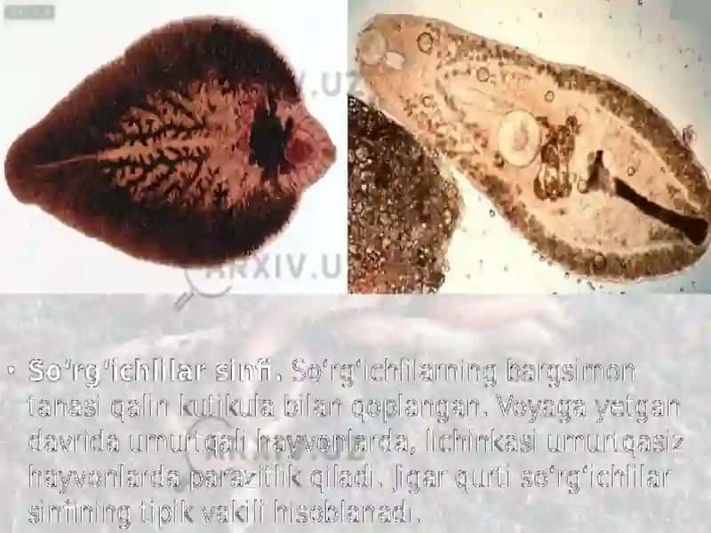 Soʻrgʻichlilar sinfi Jigar qurti 2