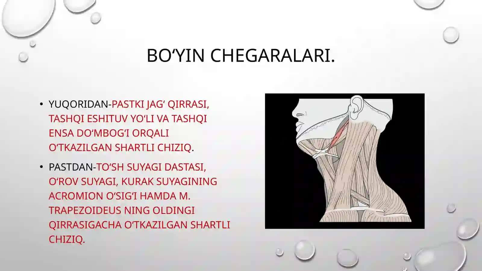 Boʻyin sohasining klinik anatomiyasi va operativ jarrohligi 2
