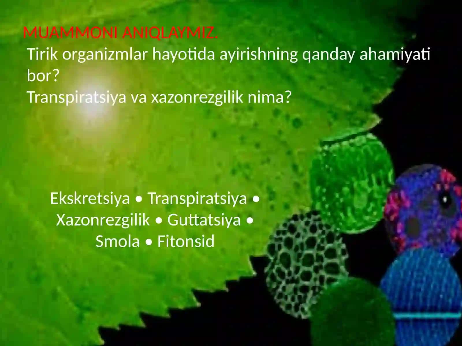 ayirish organlari 2