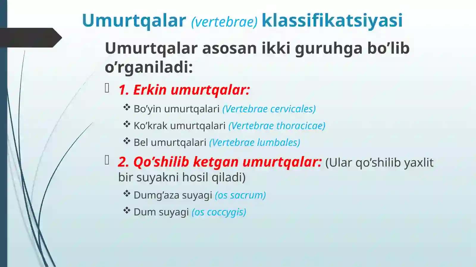 UMURTQALAR ANATOMIYASI 2