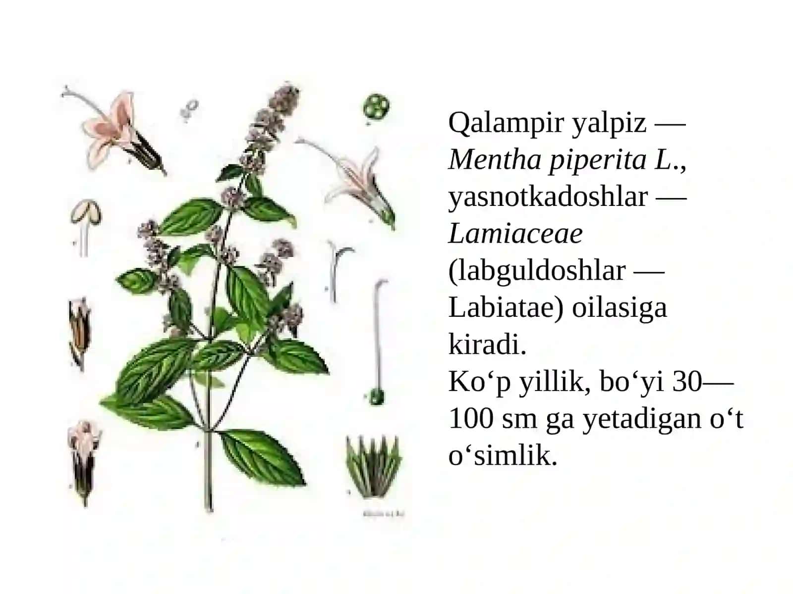 Qalampir yalpiz o‘simligini yetishtirish texnologiyasi 2