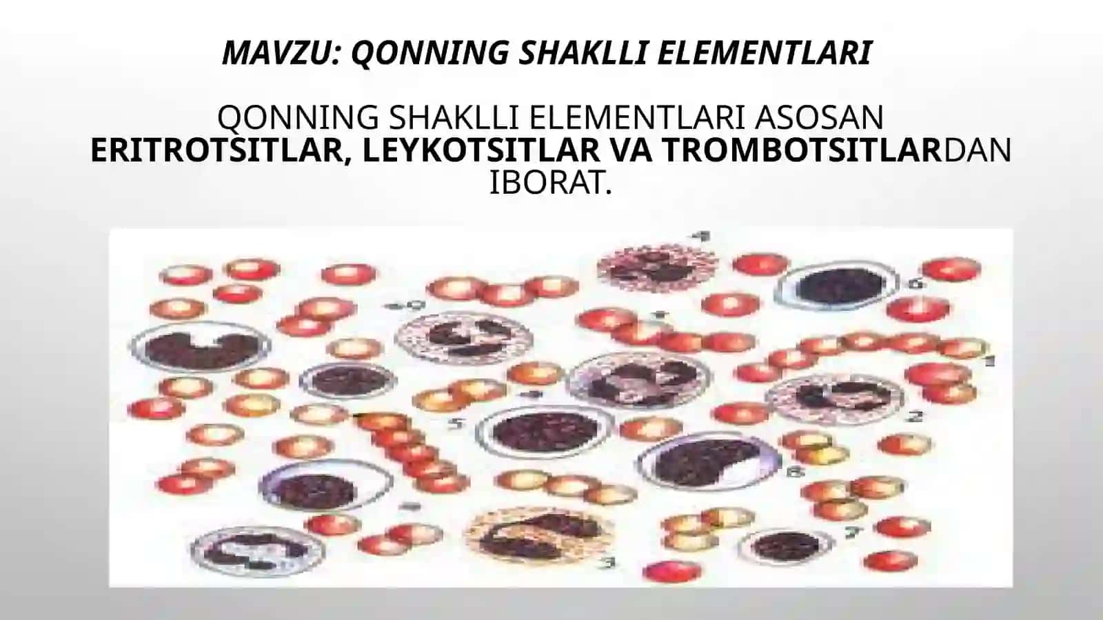 QONNING SHAKLLI ELEMENTLARI 2