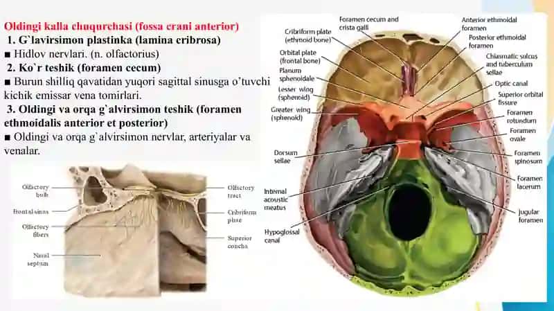 BOSH SUYAGI TESHIKLARI   Kranial teshiklar Бош суяги тешиклари  Краниал тешиклар 2