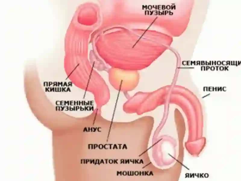 ПРОСТАТИТ.ЭТИОЛОГИЯСИ, ПАТОГЕНЕЗИ, КЛАССИФИКАЦИЯ, КЛИНИКАСИ, ДИАГНОСТИКА ВА ДАВОЛАШ 2