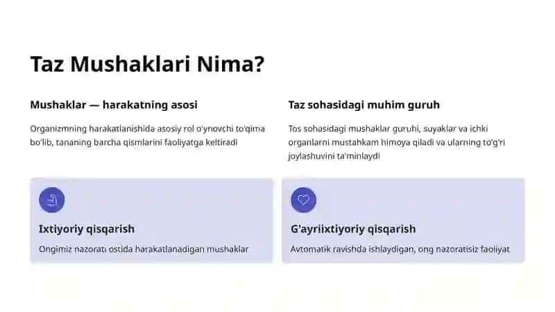 Taz Mushaklari: Tuzilishi, Vazifalari va Ahamiyati 2