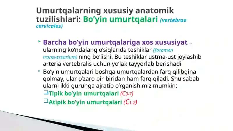 Bo‘yi anatomiyasi 2
