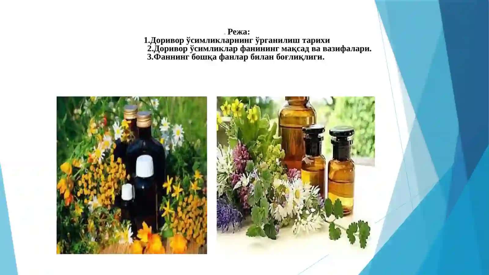 Доривор ўсимликларни ўрганиш тарихи 2