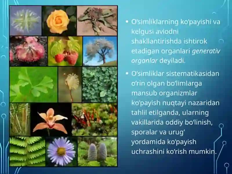 O‘simliklarning generativ organlari filogenezi 2