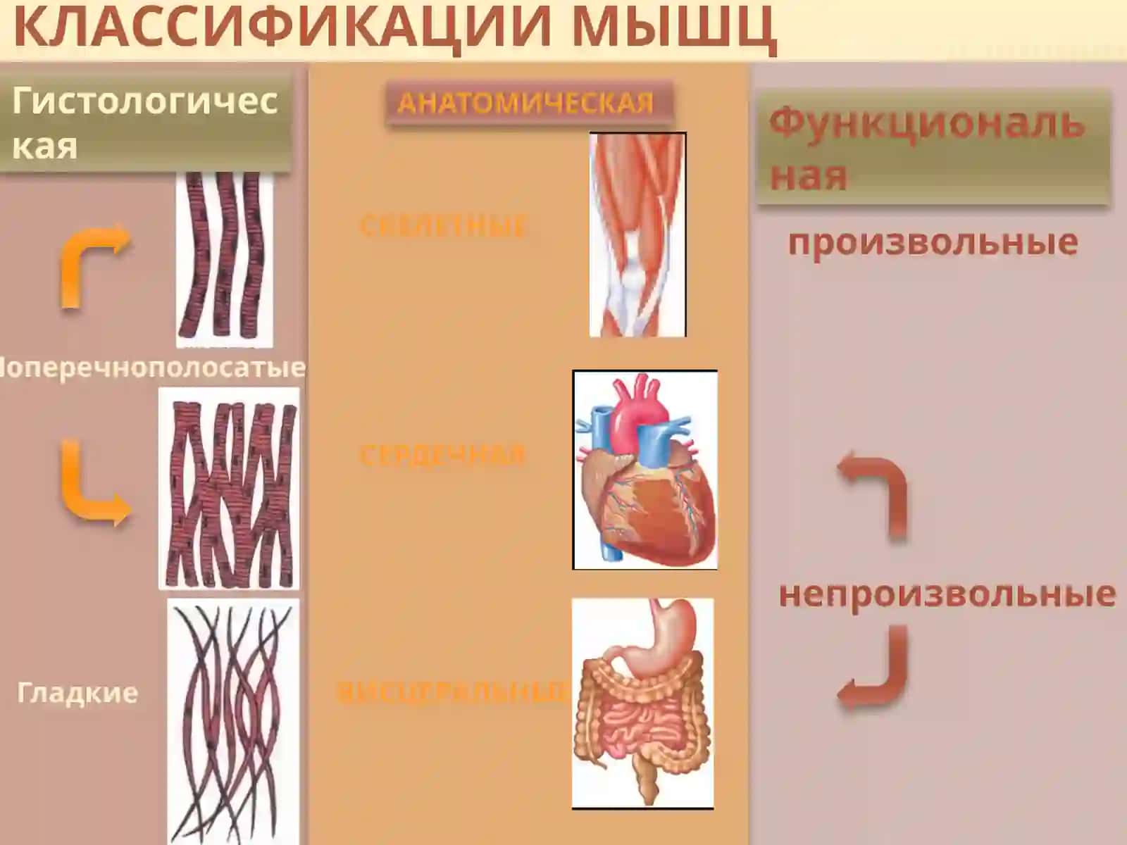 КафедрафиЗИологииЛекция №2.Физиология мышцЛЕКТОР: АССИСТЕНТдилнораХислатовна 2