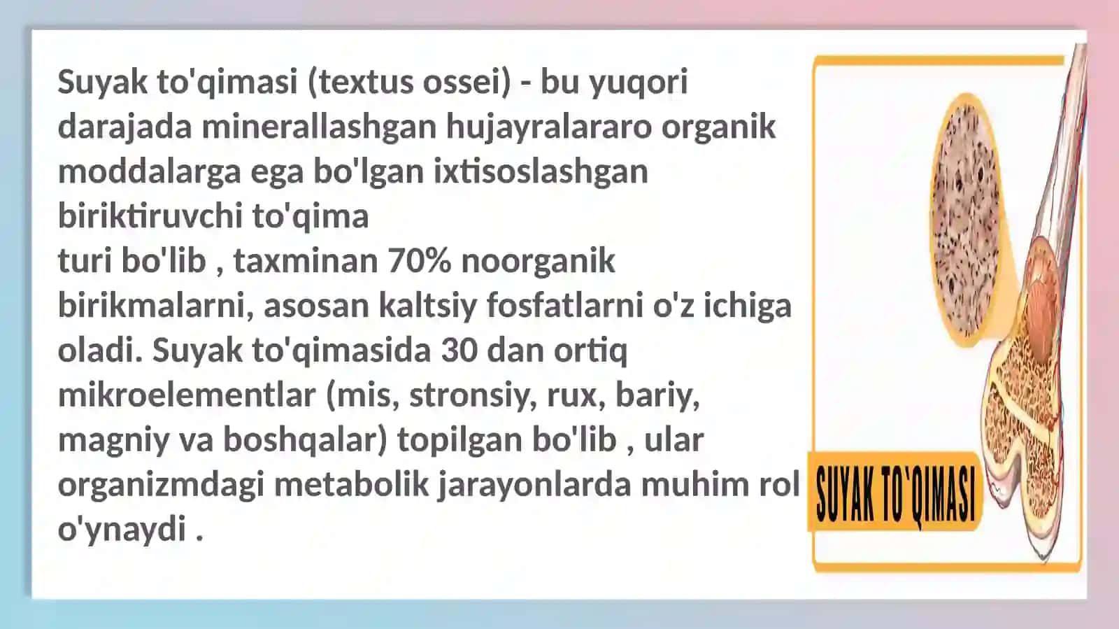 Suyak toʻqimasi gistologiyasi 2