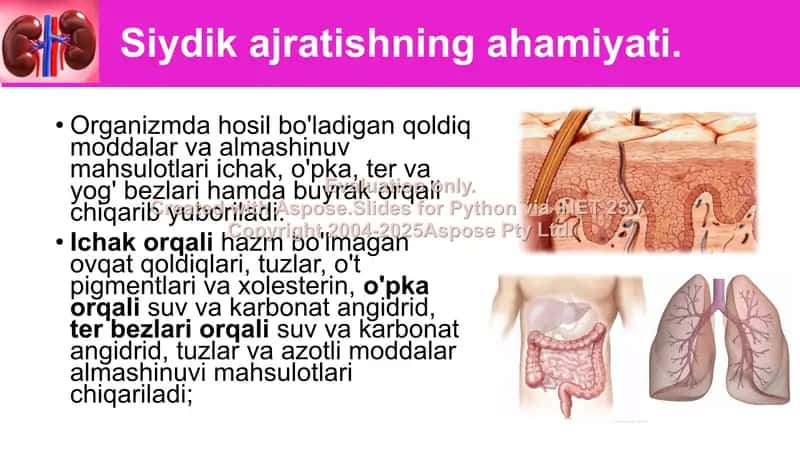 Siydik ajratish sistemasi organlari 2