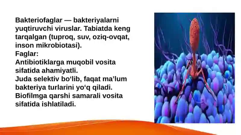 Bakteriofaglar morfologiyasi strukturasi repraduksiyasi,amalyotda(davolashda, idintifikatsiyada,profilaktikada)qo’llanilishi 2