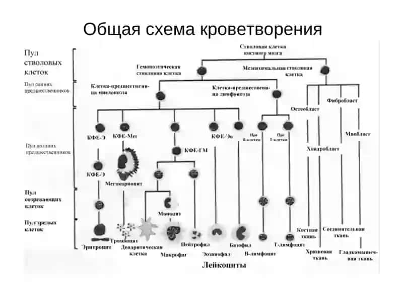 Лимфопролиферативные заболевания 2
