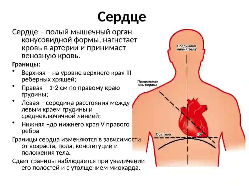 Топографическая анатомия и оперативнаяхирургия сердца 2